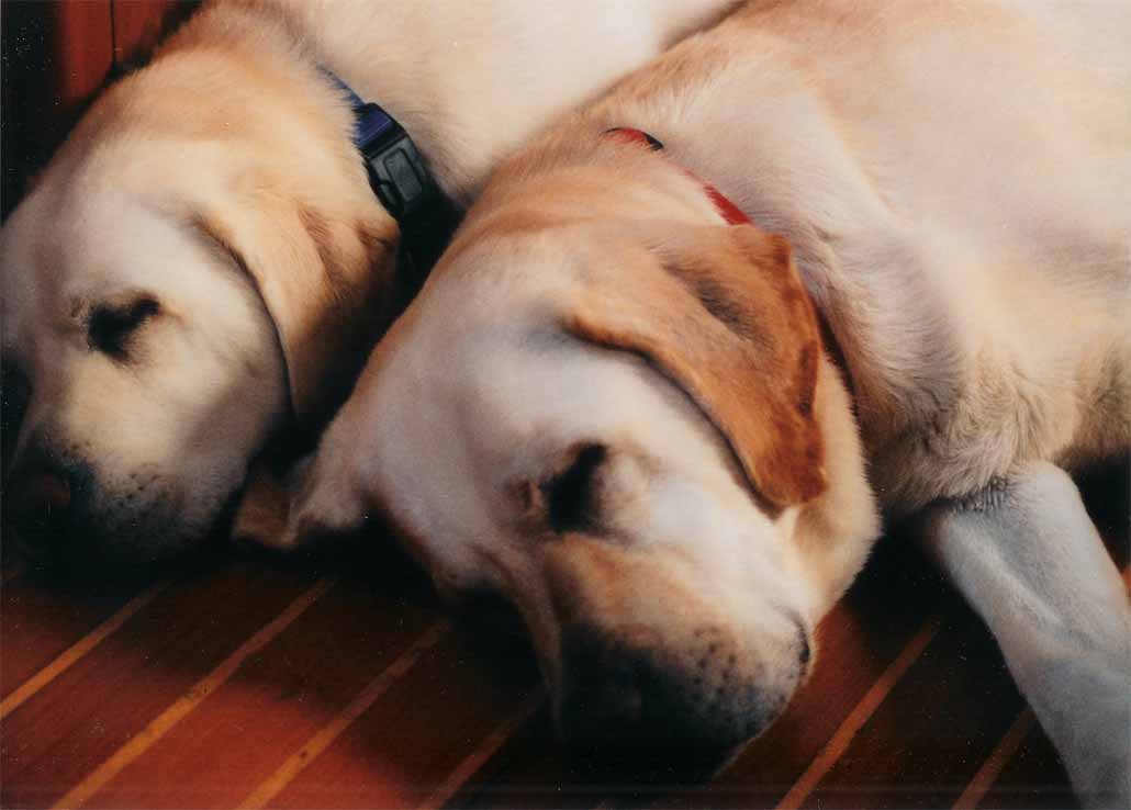 yellow lab puppies sleeping. month old Yellow Lab,